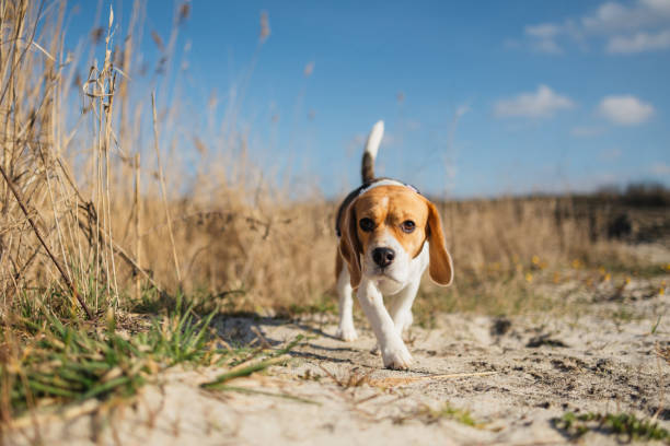 A charming beagle dog savors a leisurely stroll in the great outdoors