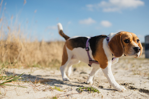 A charming beagle dog savors a leisurely stroll in the great outdoors