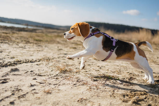 Watch the exuberance of a playful beagle dog as it runs freely on a sandy beach. This lively image captures the joy and energy of the canine companion, creating a heartwarming scene of carefree fun by the shore