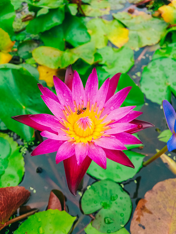 Beautiful lotus blossoms Invite insects to come and suck nectar pollen.