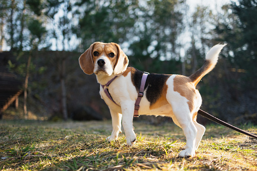 Capture the charm of a beautiful, cute beagle as it wears a harness while strolling through the park. Amidst the verdant scenery, the playful companion embraces the outdoors, epitomizing the joy of leisurely walks and exploration in nature's embrace