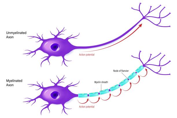 ilustraciones, imágenes clip art, dibujos animados e iconos de stock de diferencia entre conducción continua y conducción saltatoria. vector de potencial de acción. axón no mielinizado y axón mielinizado. - brain human spine neuroscience healthcare and medicine