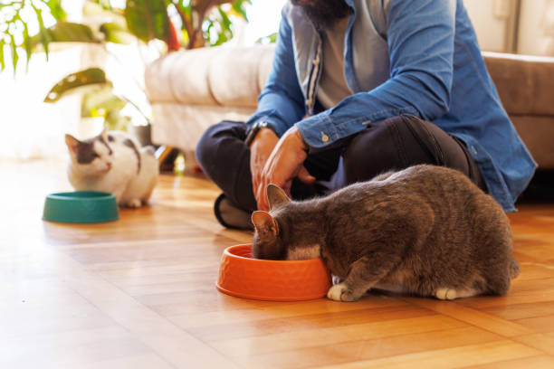 istock A Man Pet His Cats While They Eat 2119836948