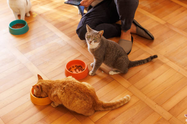 Cats eating dry cat food out of bowl.