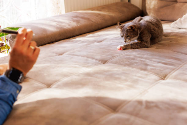 Cute grey cat is hunting and chasing the laser pointer on the sofa