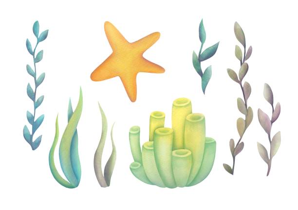 illustrazioni stock, clip art, cartoni animati e icone di tendenza di collezione di simpatiche piante subacquee, stelle marine, conchiglie, coralli. - water plant coral sea jellyfish