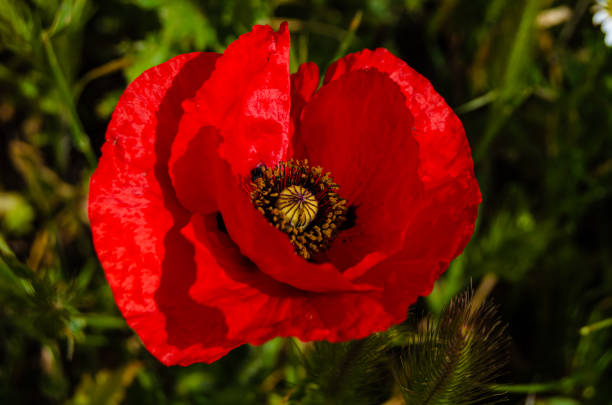 Amapola roja en el campo, se observan estambres y pistilos, en primavera. Tordesillas, Valladolid.