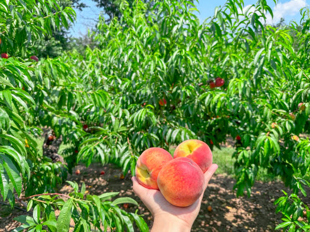 istock Handful of organic peaches 2119854232