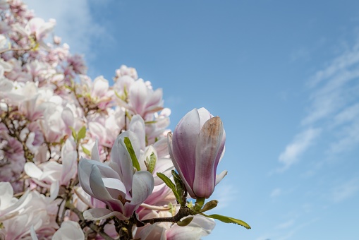 Spring impression - apple tree blossoms