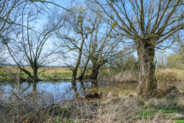 istock Old spreading willow trees without leaves on the river bank, landscape with water 2119878726