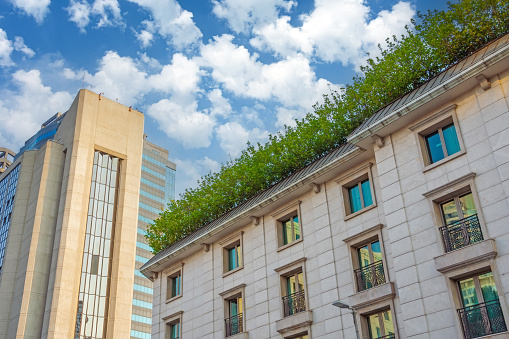 Green bushes with leaves on the roof of an old monumental historical building, view upstairs to the facade with windows