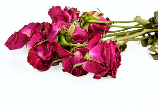 Wilted red roses on a white background