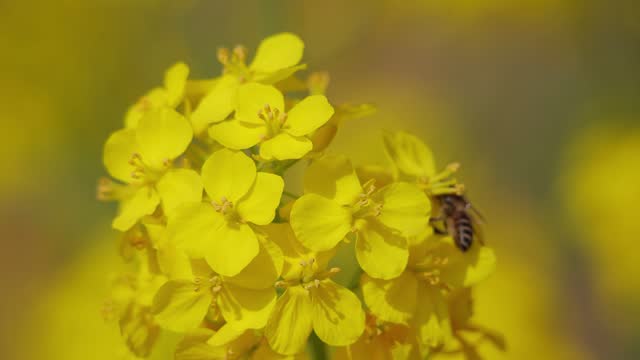 Bee collects nectar from mustard rapeseed flower