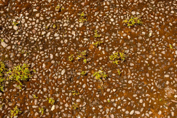 Full frame of the texture of a soil with boulders and small sprouts of grass