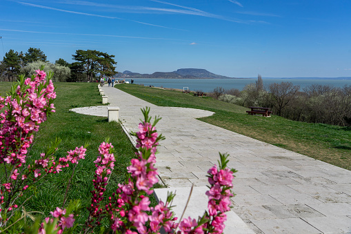beautiful spring landscape in Hungary at Lake Balaton with pink flowers and the Badacsony hill Szepkilato viewpoint .