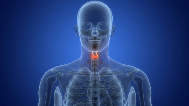 istock Human Body Glands Thyroid Gland Anatomy 2119939847