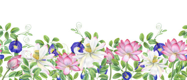 niebieska łechtaczka ternatea i różowe białe lilie wodne. kwitnące kwiaty, zielone liście. bezszwowy baner z lotosem, anchanem. pączek, kwiat, liść, łodyga. akwarela ilustracja na białym tle. - white background flower bud stem stock illustrations