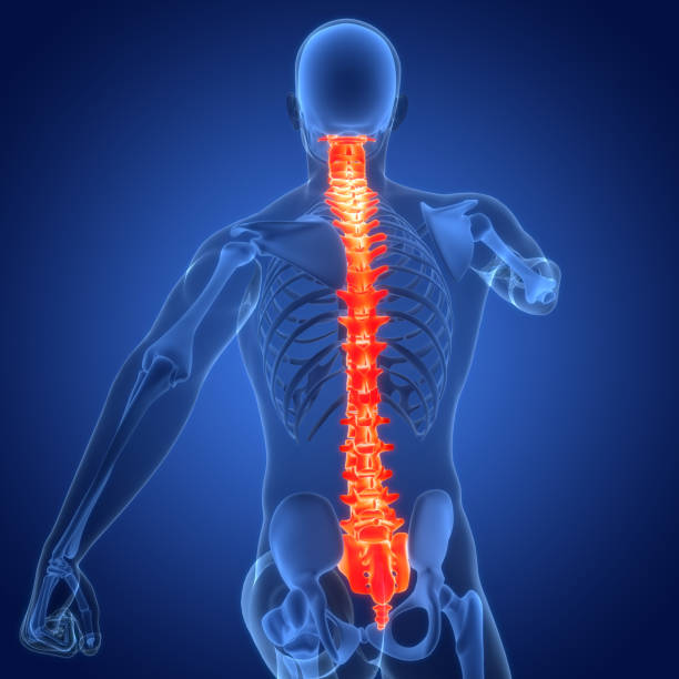 istock Spinal Cord Vertebral Column of Human Skeleton System Anatomy 2119942028