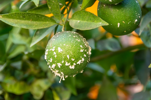 Citrus mealybug, Planococcus citri Hemiptera Pseudococcidae is the dangerous pest of different plants, including economically important tropical fruit trees and ornamental plants