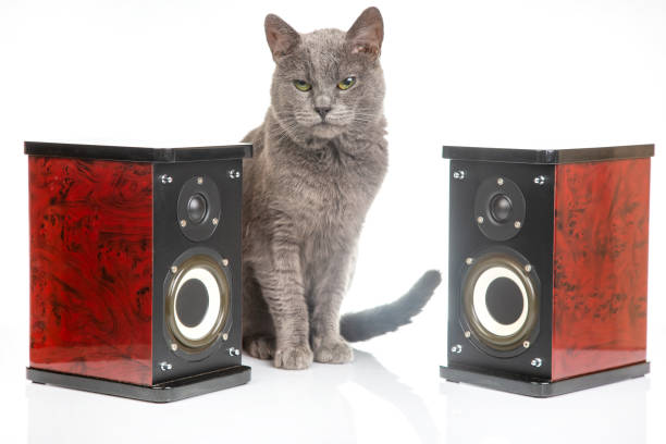 istock Gray cat sits between two audio stereo speakers on a white background 2119964070