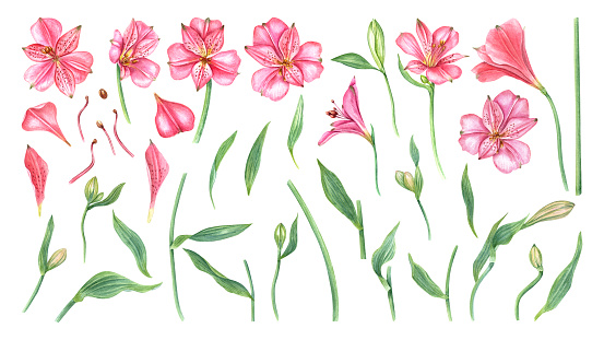 Pink alstroemeria flowers. Floral set with flower head, bud, leaf. Botanical illustration. Watercolor painting. Alstromeria template. For design, invitations