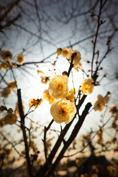 Fluffy and cute white plum blossoms in March