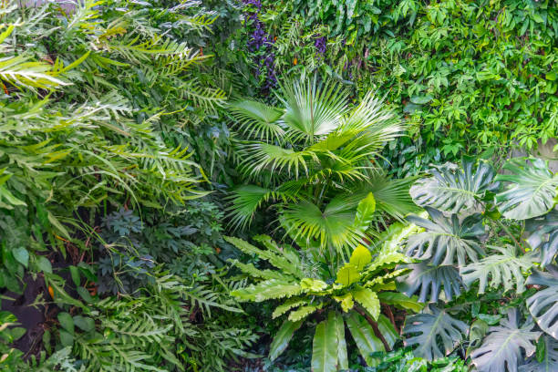 istock Cluster of various tropical plants, green leaves layout. Nature spring concept. 2119979838