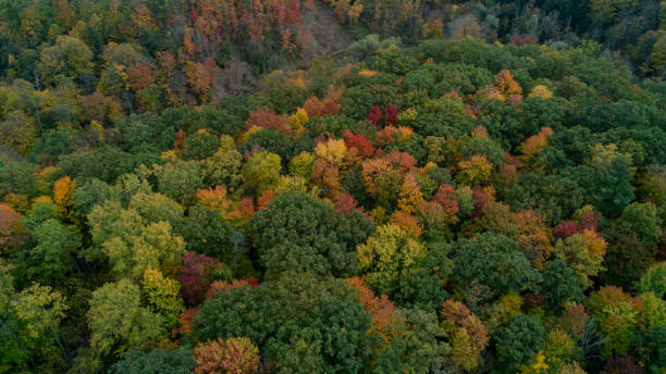 istock An aerial shot of a fall forest 2119989000