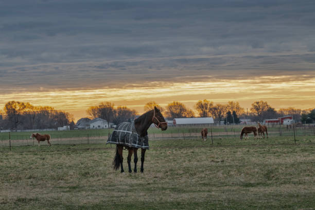 A horse stands in a farm field wearing a blanket that the farmer put on him the night before.
