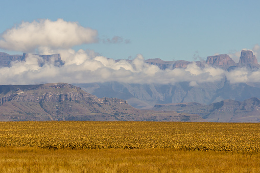 A cornfield in rural KwaZulu Natal in South Africa, with the majestic cliffs of the Drakensberg Mountains rising above the clouds in the Background. These iconic cliffs and peaks of the Drakensberg Mountains formed due to the combination of the Jurassic period large flood basalt during the break-up of the Gondwana Supercontinent and erosion from the later uplift of the African Continent.