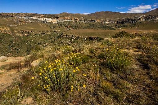Phymaspermum acerosum, with their spectacular yellow flowers in full bloom in alpine grasslands of the Drakensberg Mountains in the Golden Gate Highlands National Park of South Africa.