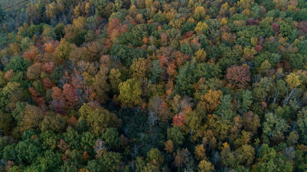 istock An aerial shot of a forest 2119996636
