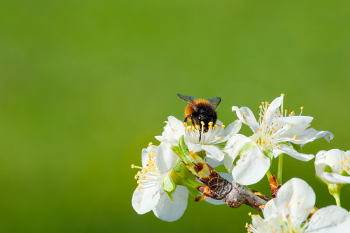bumblebee collecting pollen on a bird cherry flower