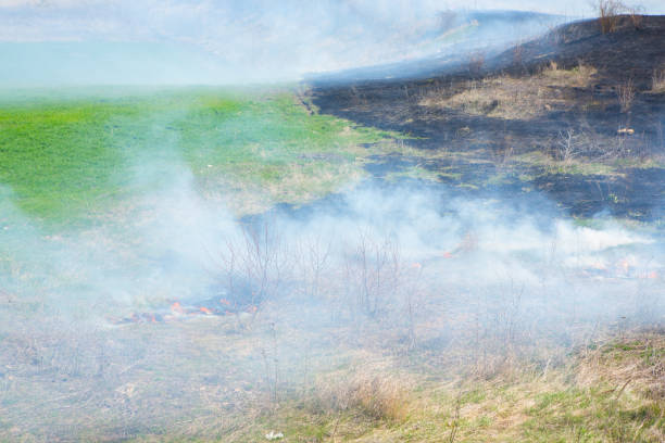 Burning dry grass in the field after the fire. Natural disaster. Forest fire.