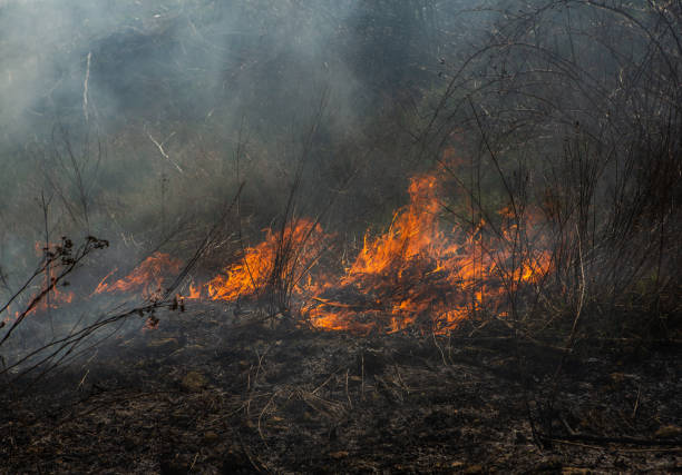 istock Burning dry grass in the field after the fire 2120007361