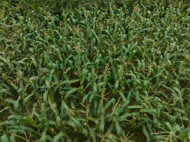 istock Green maize crop growing at farm 2120009490