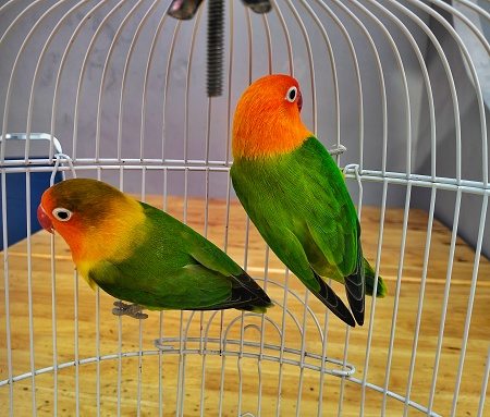 a pair of lovebirds in a cage
