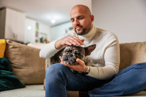 istock French bulldog enjoys while man cuddle him 2120047508