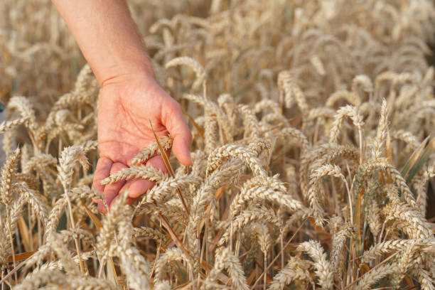 istock Farmer checking the wheat field  before harvest begin - stock photo 2120051392