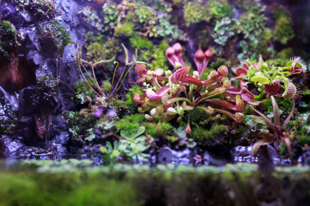 istock A terrarium plant grown inside a glass container close up 2120052461