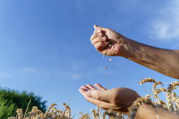 Close up of the farmer pouring the wheat grains in the harvesting field. Low angle view