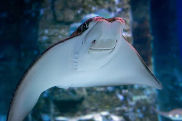 istock East American stingray (Rhinoptera bonasus) close up. 2120054653