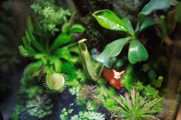 A terrarium plant is a small plant typically grown inside a glass container, such as a jar or vase, to create a self-contained ecosystem.