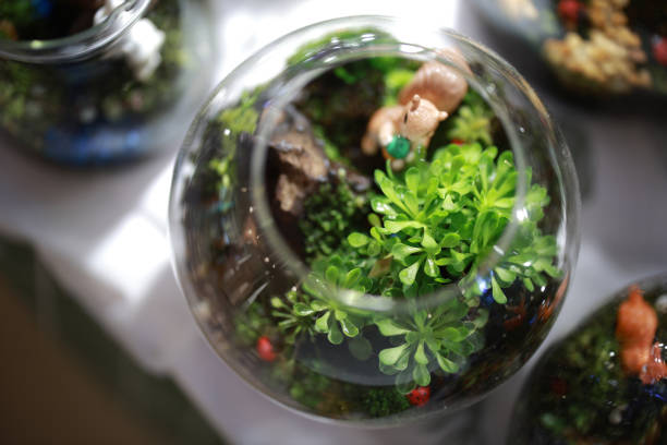 istock A terrarium plant grown inside a glass container close up 2120058410