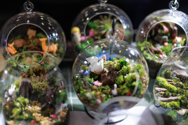 A terrarium plant is a small plant typically grown inside a glass container, such as a jar or vase, to create a self-contained ecosystem.