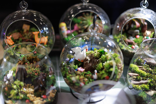 A terrarium plant is a small plant typically grown inside a glass container, such as a jar or vase, to create a self-contained ecosystem.