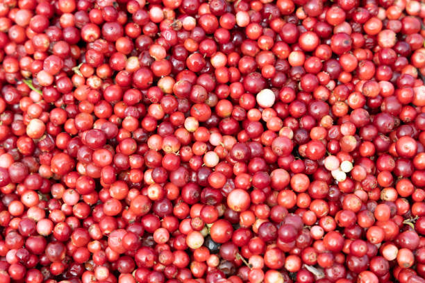 Abstract background from fresh cowberry. Close up. High quality photo