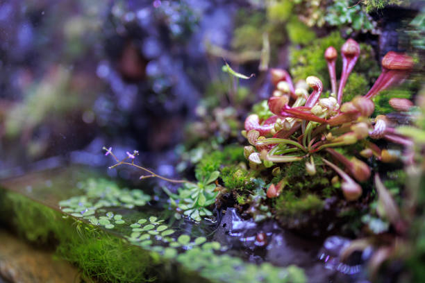 A terrarium plant is a small plant typically grown inside a glass container, such as a jar or vase, to create a self-contained ecosystem.