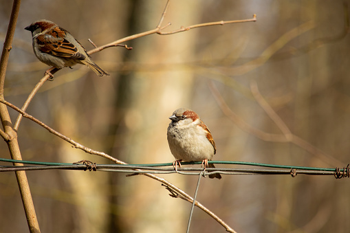 Sparrows sitting on a branch. The Eurasian tree sparrow (Passer montanus)