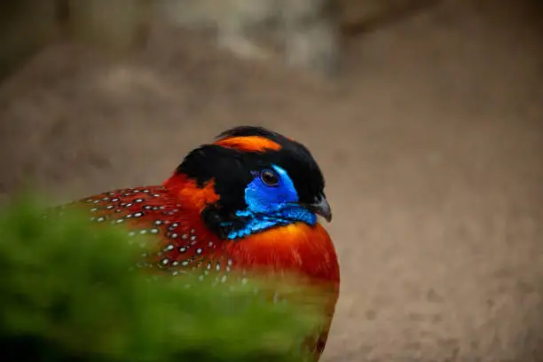 Very colorful Temminck's Tragopan bird in the wild.